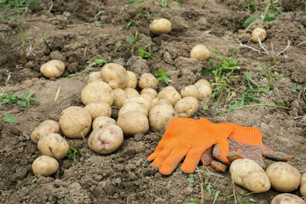 how to get a good harvest of potatoes