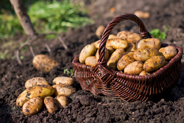 comment obtenir une bonne récolte de pommes de terre