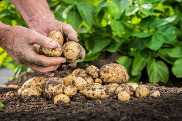 comment obtenir une bonne récolte de pommes de terre
