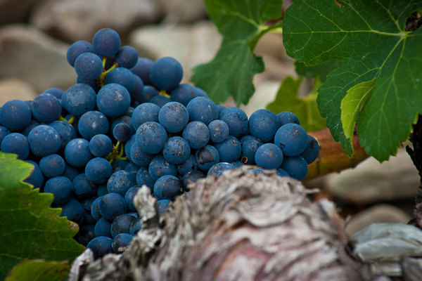 tempranillo grape variety