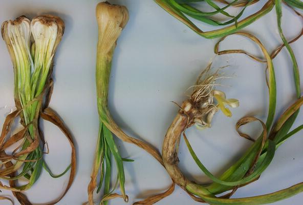 cara merawat bawang putih dari perosak