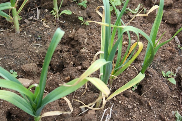 how to treat garlic from pests