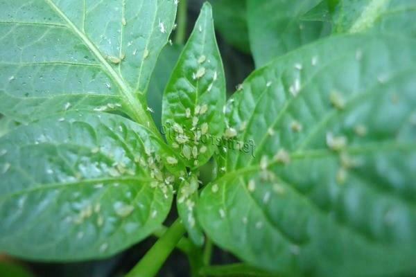 Pepper seedling pests