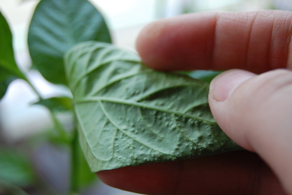 how to treat peppers seedlings from pests