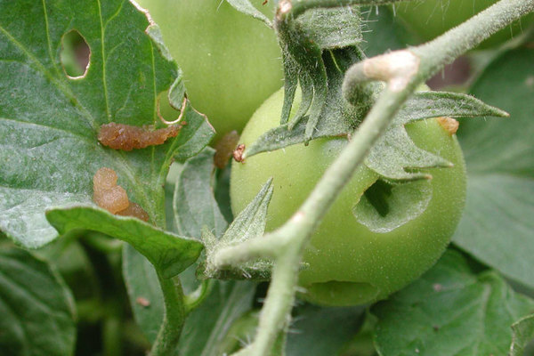 kontrola škodcov paradajok