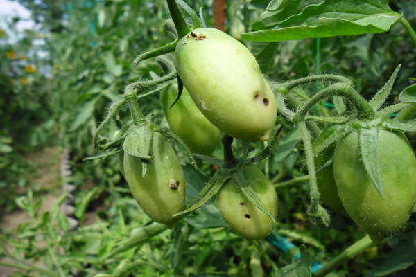 Tomatenschädlinge Beschreibung mit Fotos