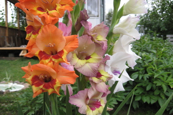 care and cultivation of gladioli