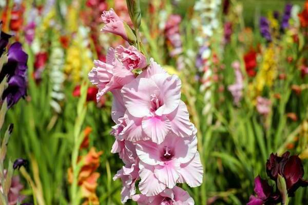 agricultural technology for growing gladioli