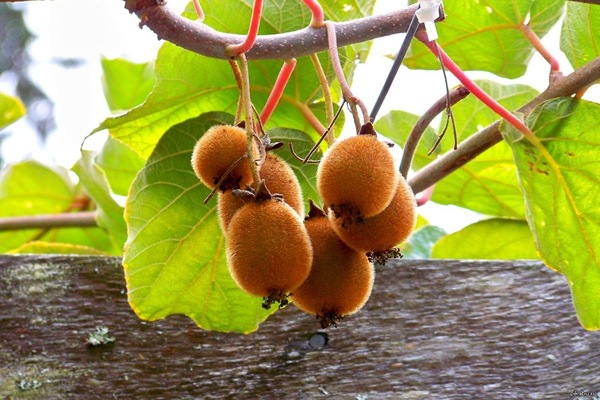 menanam kiwi dari biji