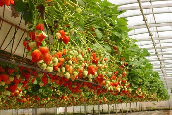  lits de fraises