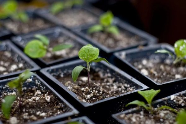 pestovanie sadeníc a starostlivosť o ne