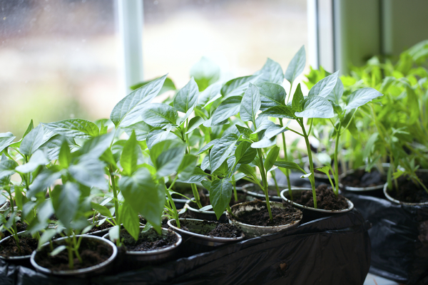 growing conditions for seedlings