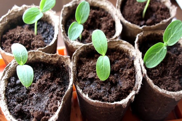 method of growing seedlings