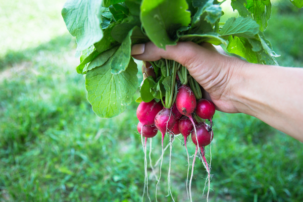 radish care and cultivation