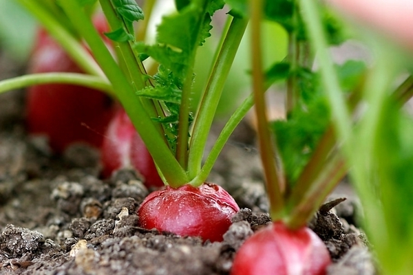 planting radish