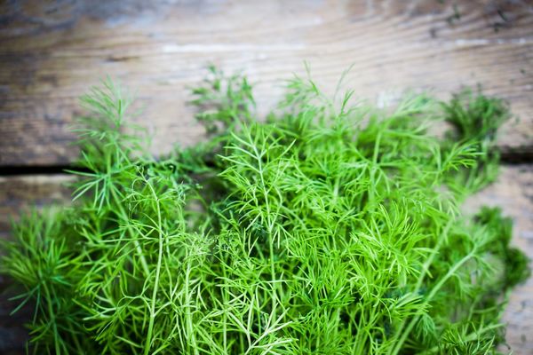 dill cultivation and care