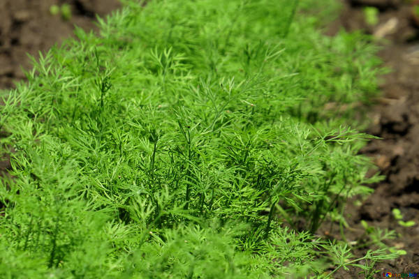 the secrets of growing dill