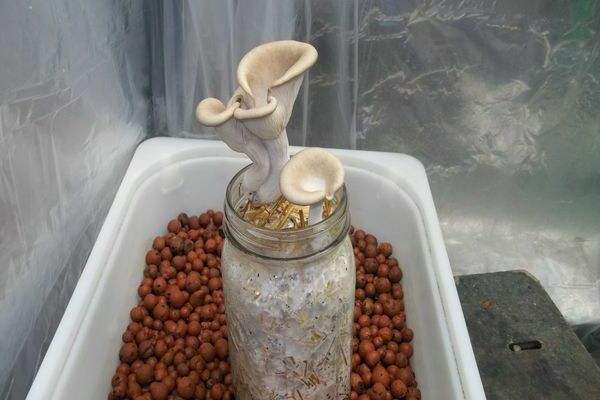 technologie de culture d'agaric au miel