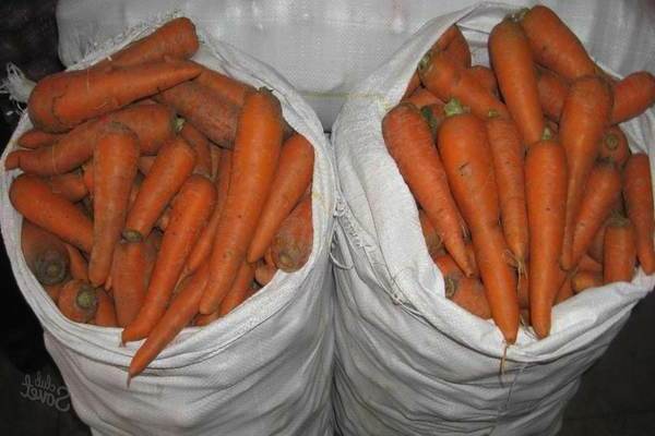 Winter storage of carrots