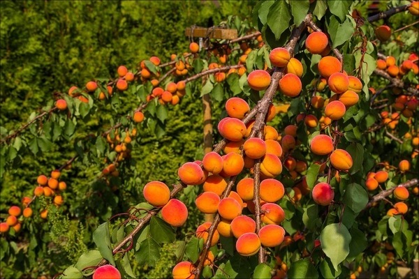 apricot Saratov ruby