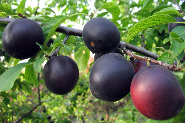 apricot kuban black variety description