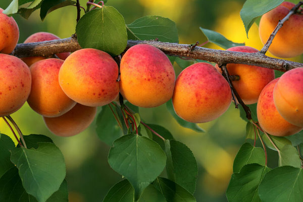 common apricot