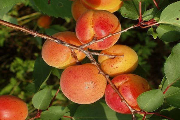 apricot Alyosha