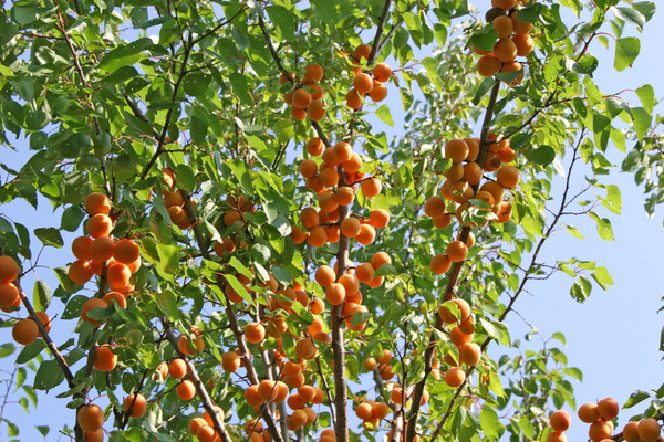 apricot Alyosha