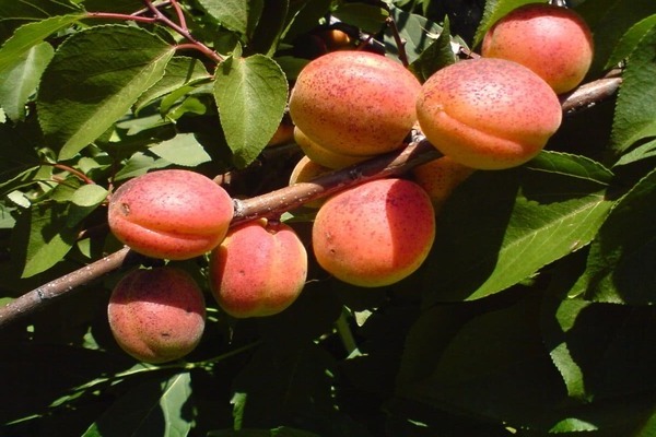 abricot Aliocha
