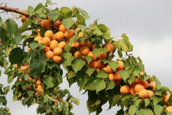 Description de la variété abricot khabarovskiy