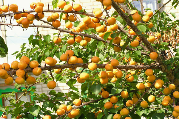 penerangan khabarovskiy aprikot