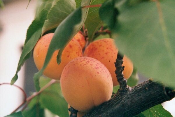 gred aprikot Khabarovsk