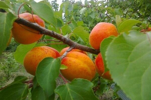 apricots in the suburbs