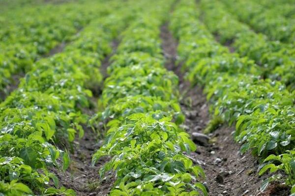 cultiver des pommes de terre primeurs