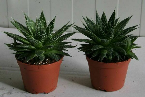 Houseplants for busy people