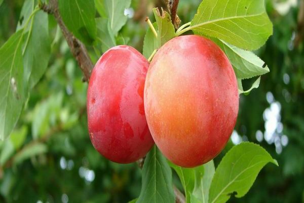 Cherry plum varieties reviews