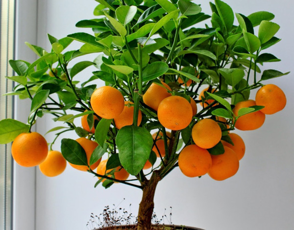 narančasta kod kuće
