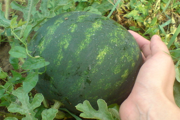vannmelon suga baby
