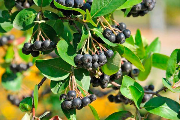 chokeberry shrub