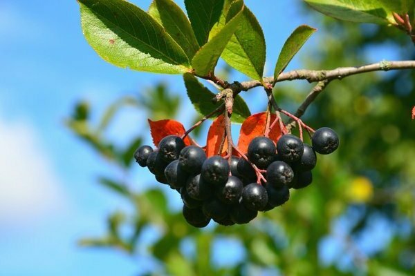 Black chokeberry: description of varieties (species)