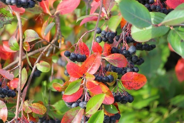 Chokeberry: a description of the history of the bush
