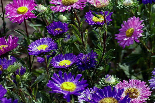 Asters landing and care