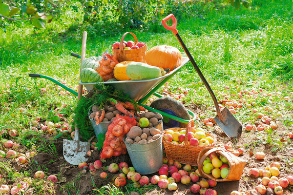 août jardin potager