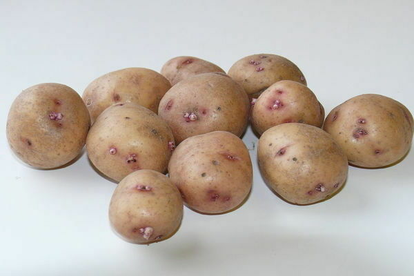 aurora potatoes