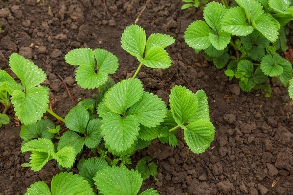 timing of strawberry transplant