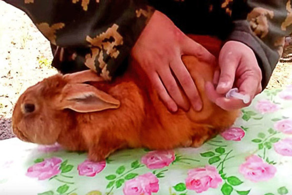 Baytril -kaniner: instruksjoner om hvordan du stikker