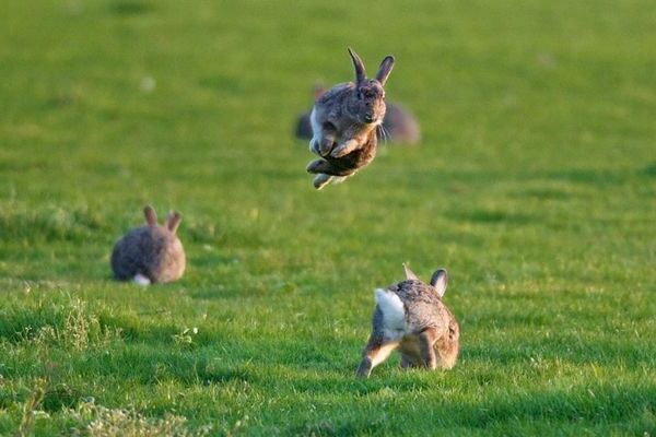 Bruk av baytril for kaniner for gjenoppretting