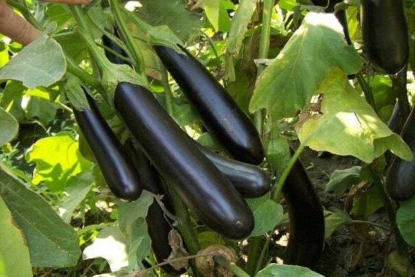 alekseevsky eggplant