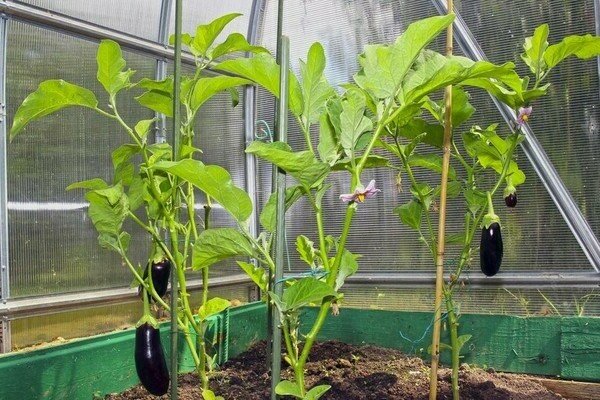 growing eggplants in a greenhouse