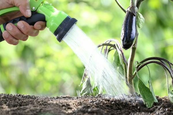 watering eggplants in the greenhouse